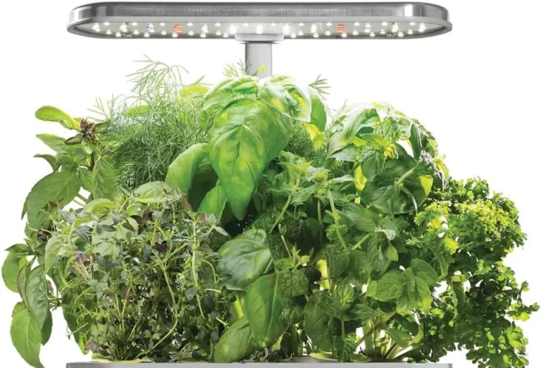 hydroponic herbs indoor
